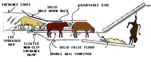 Manejo y Bienestar del ganado en los Rastros labeled diagram of beef cattle 